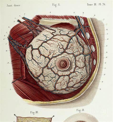 Breasts: Anatomy, Types, and Conditions